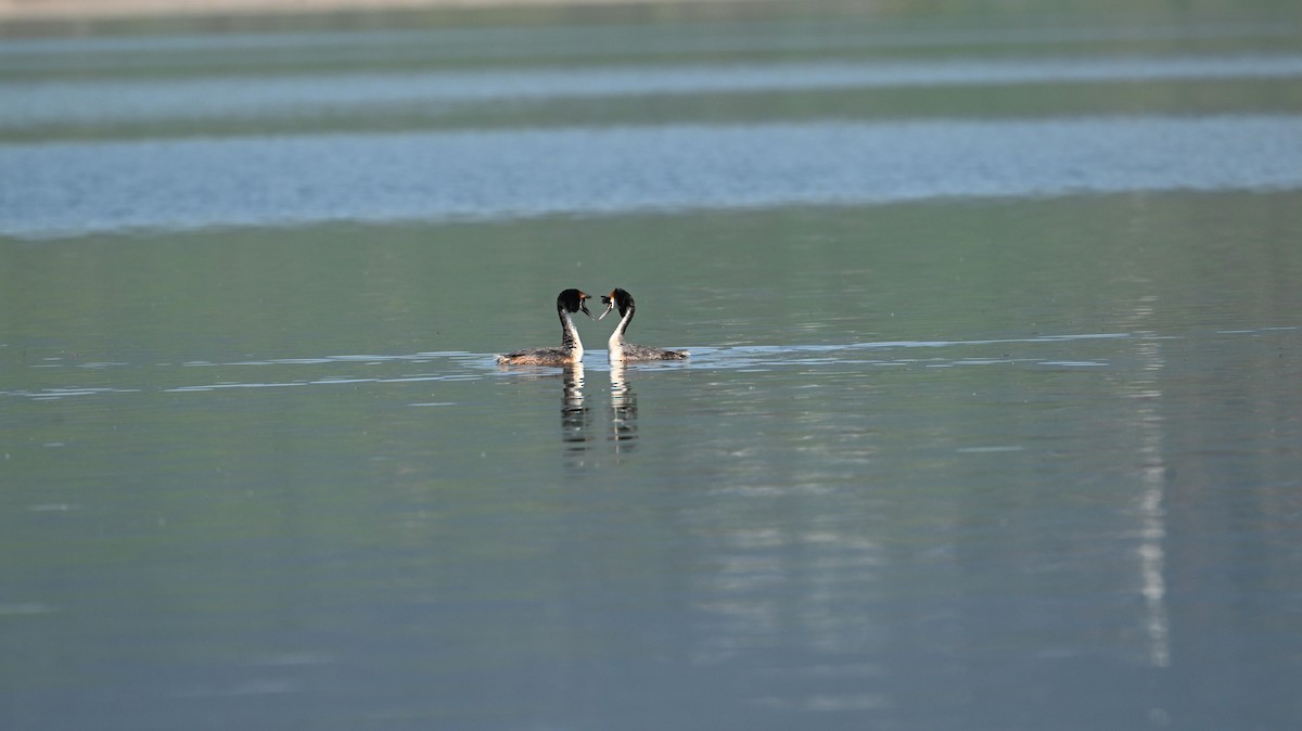 Grèbe huppé - ML640088054