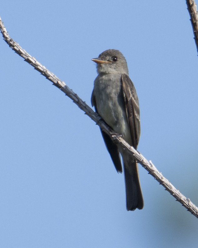 Eastern Wood-Pewee - ML640088163