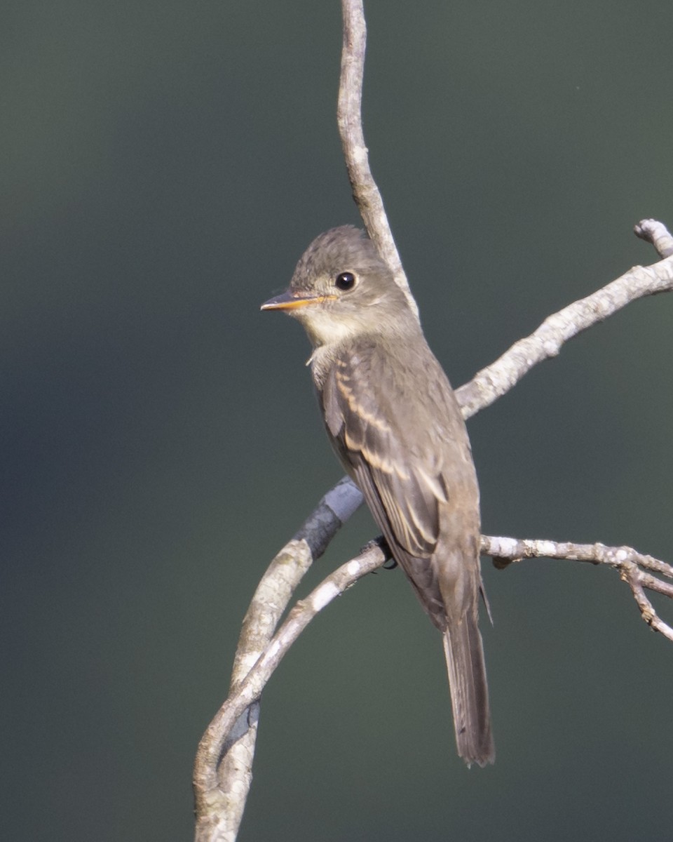 Eastern Wood-Pewee - ML640088164