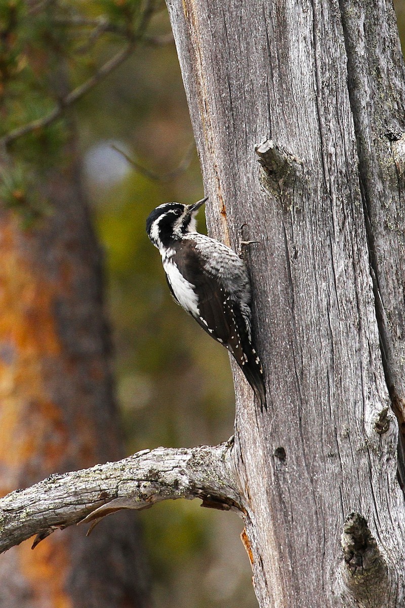 Eurasian Three-toed Woodpecker - ML640088221