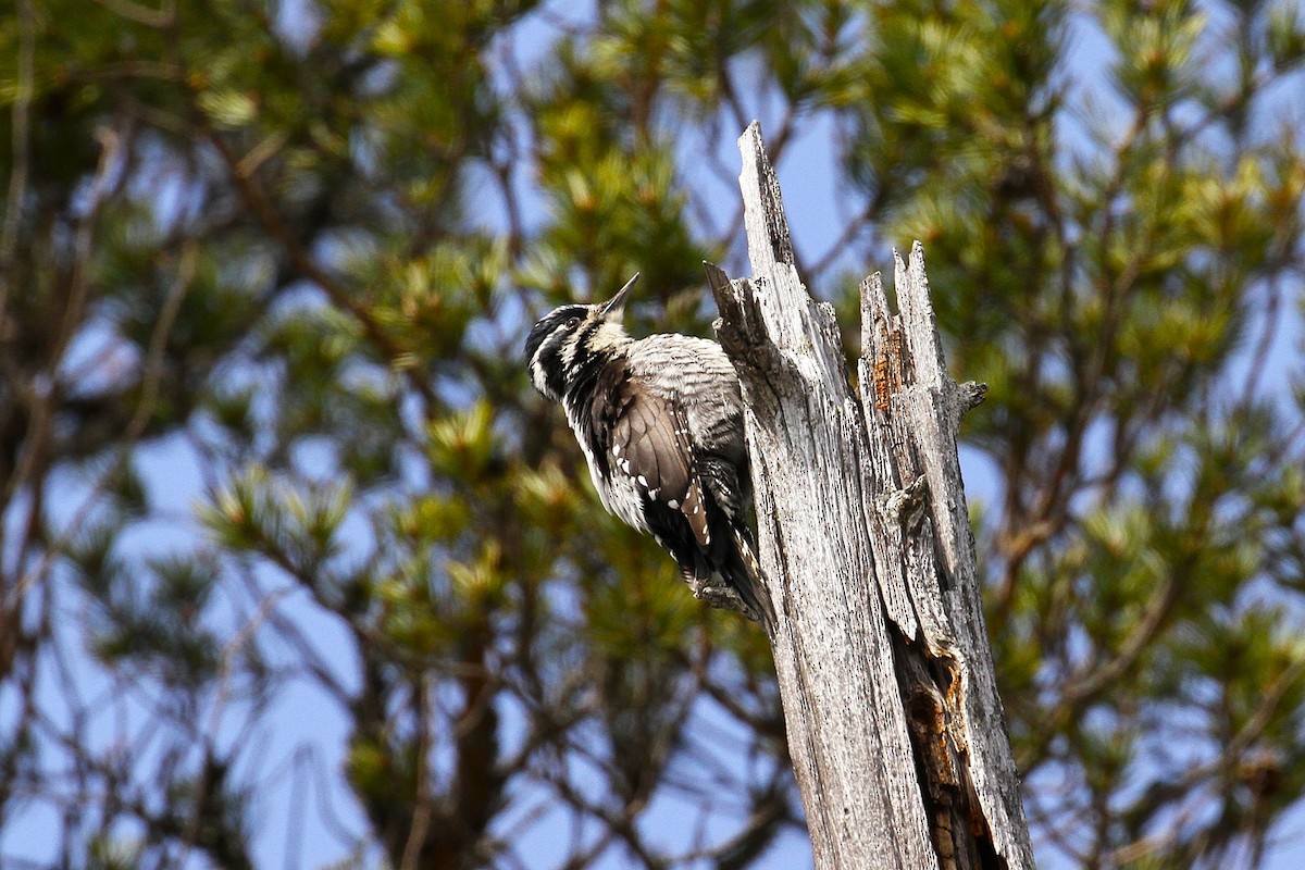 Eurasian Three-toed Woodpecker - ML640088222