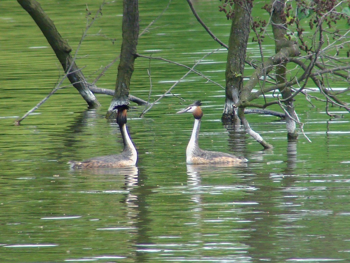 Grèbe huppé - ML640088362