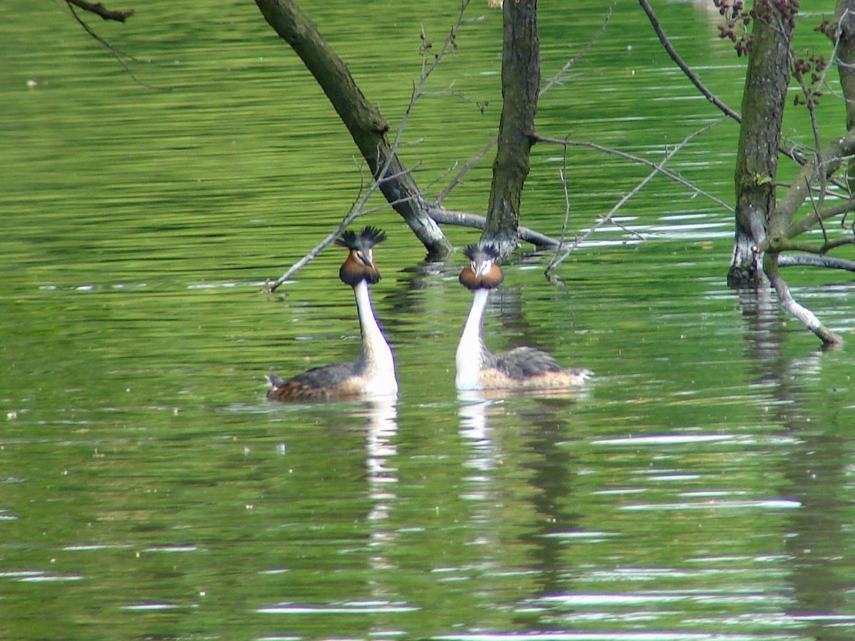 Grèbe huppé - ML640088363