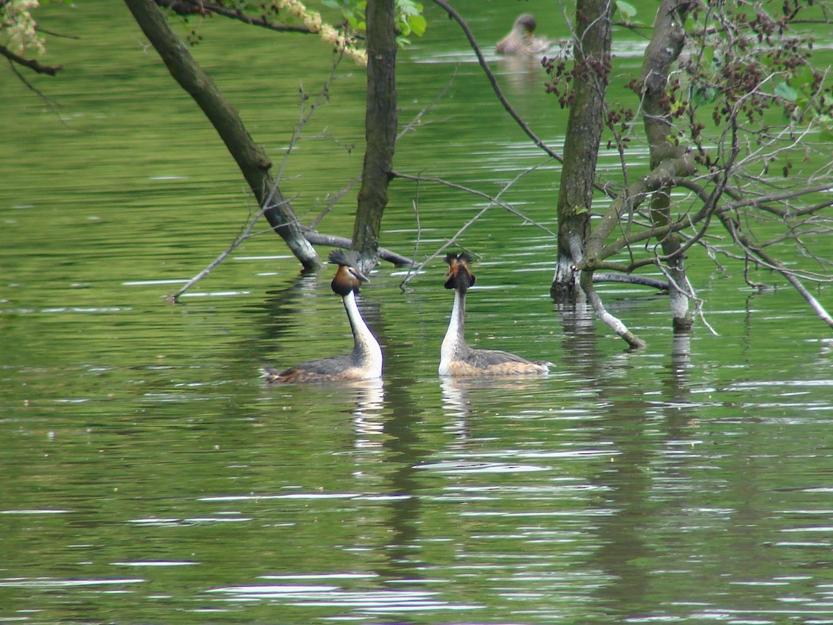 Grèbe huppé - ML640088364