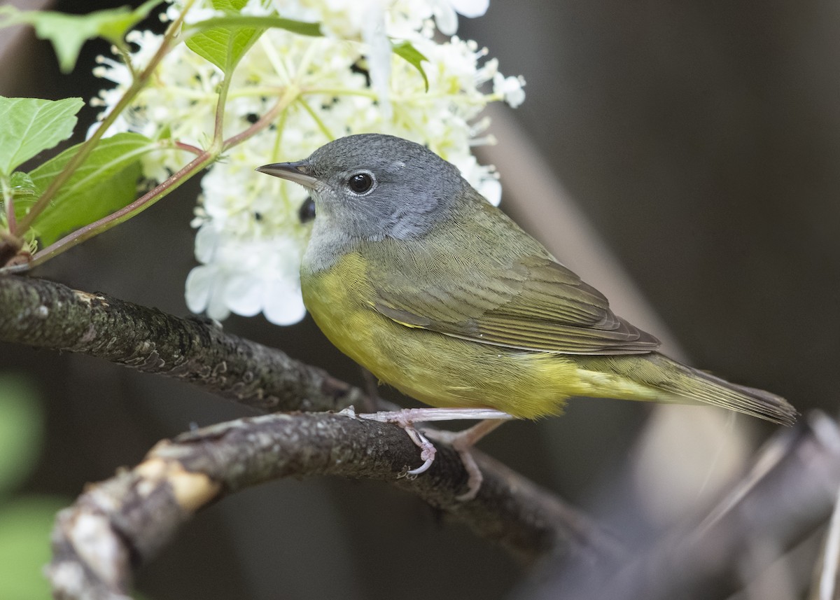 Mourning Warbler - ML640088379