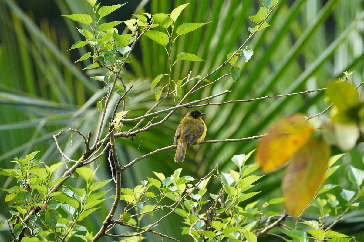 Bulbul Gorjinaranja - ML640088459