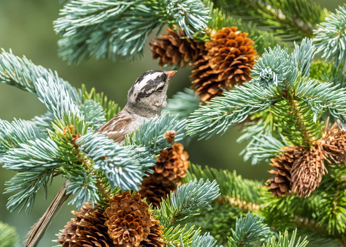 White-crowned Sparrow - ML640088536