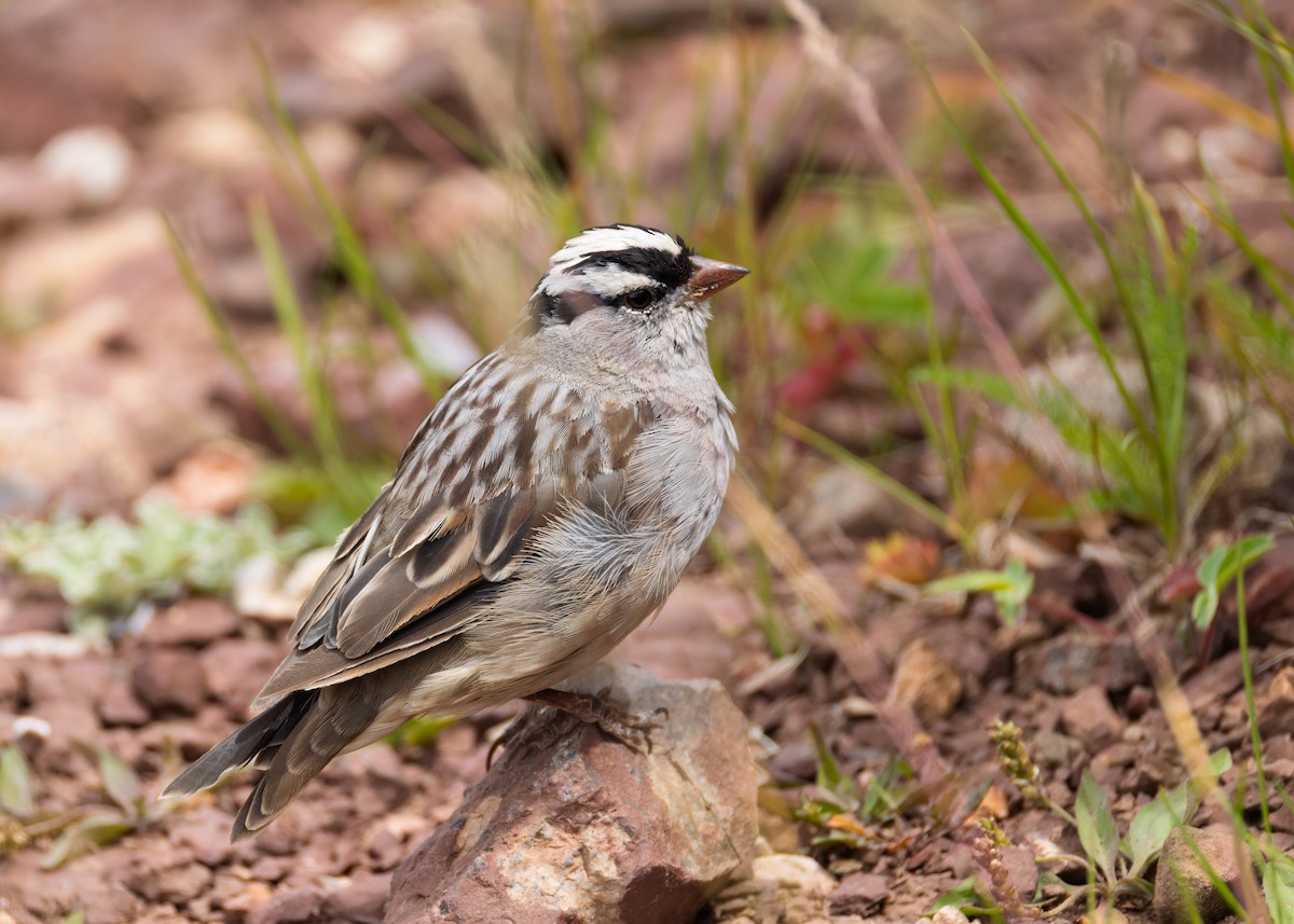 White-crowned Sparrow - ML640088547