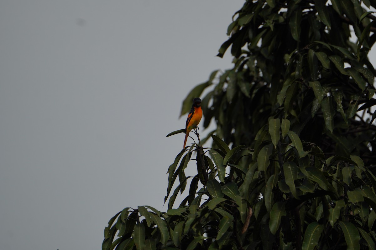 Minivet Naranja - ML640088555