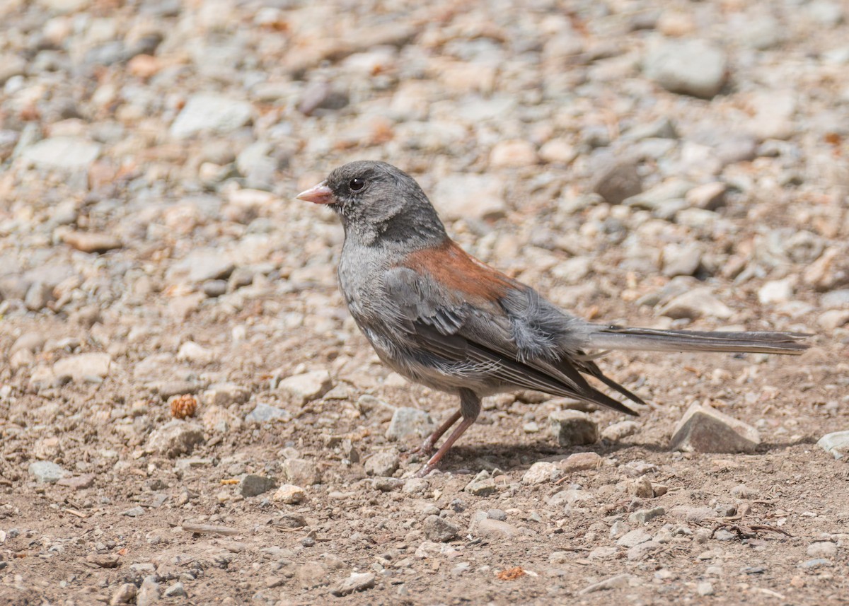 Kara Gözlü Junko (caniceps) - ML640088572