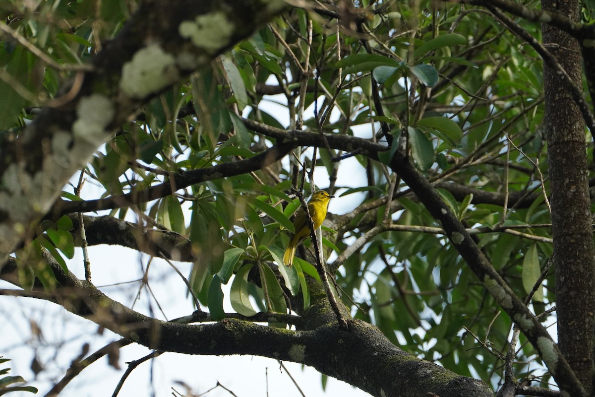 Bulbul Cejiamarillo - ML640088599