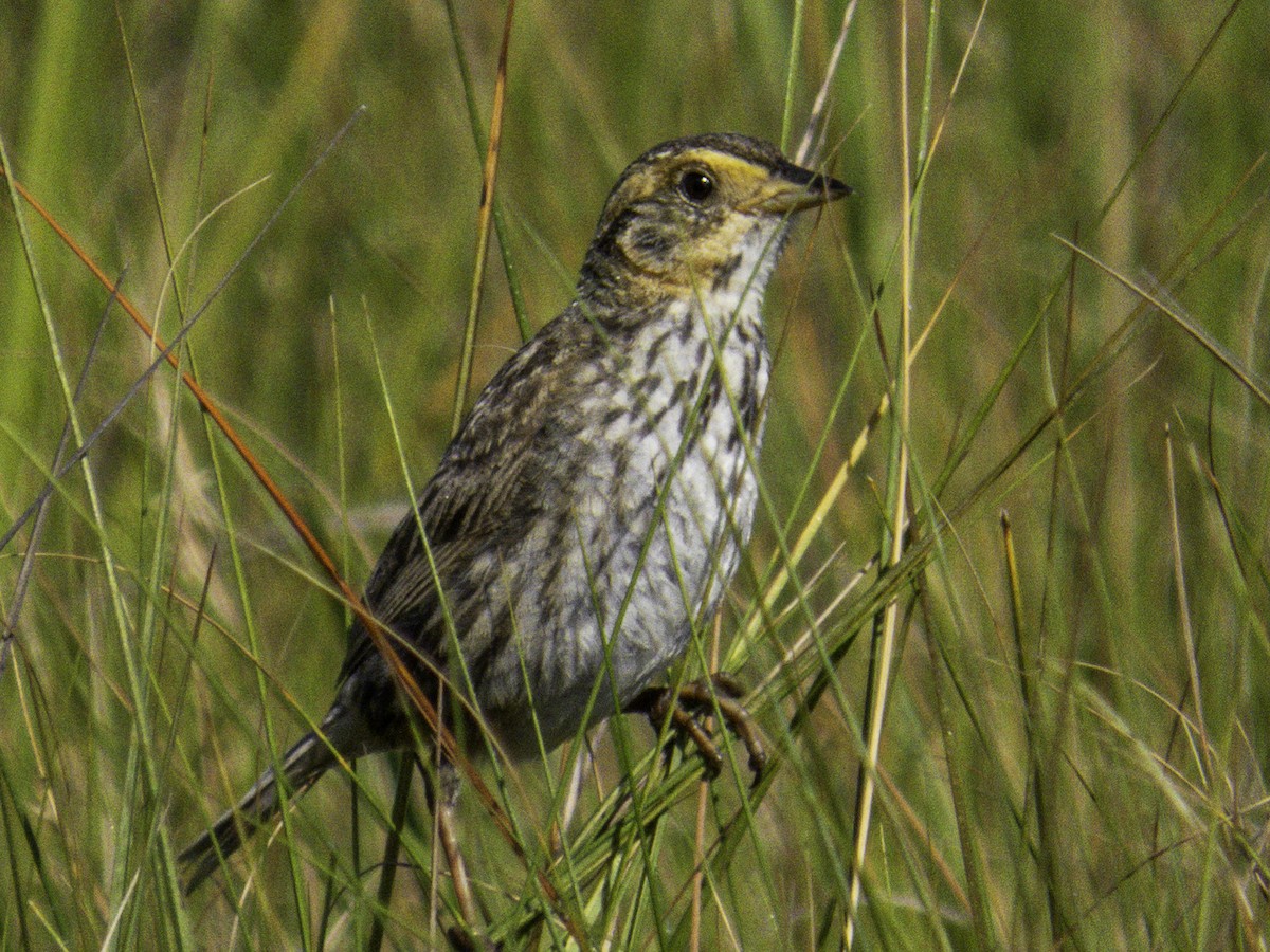 Saltmarsh Sparrow - ML640088695