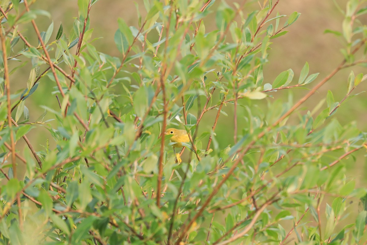Goldwaldsänger - ML640088696