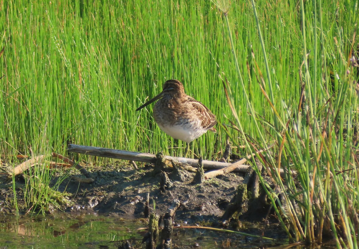 Wilson's Snipe - ML640088700