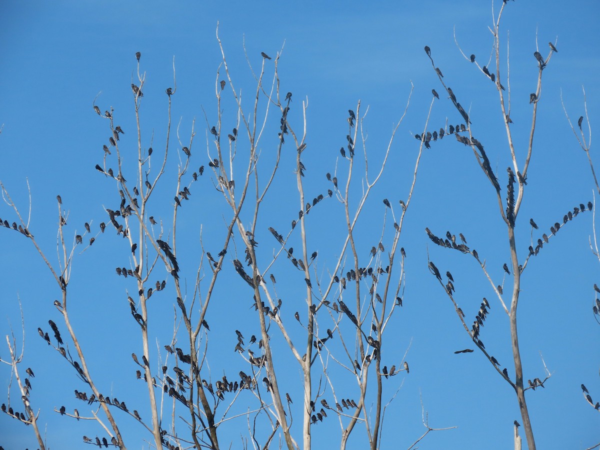Purple Martin - ML640088711