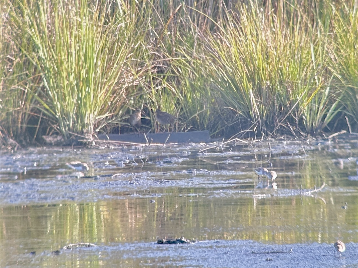 Virginia Rail - ML640088805