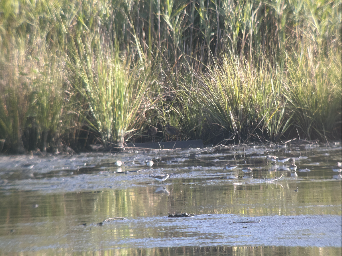 Virginia Rail - ML640088806