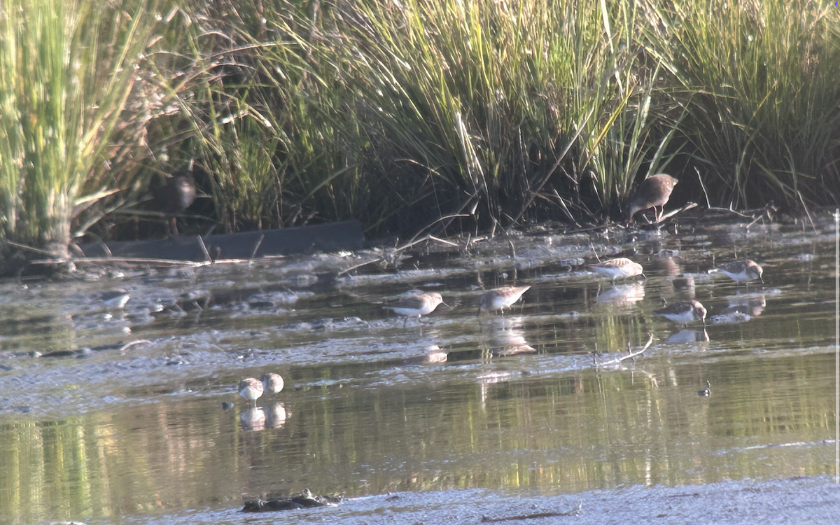 Virginia Rail - ML640088807