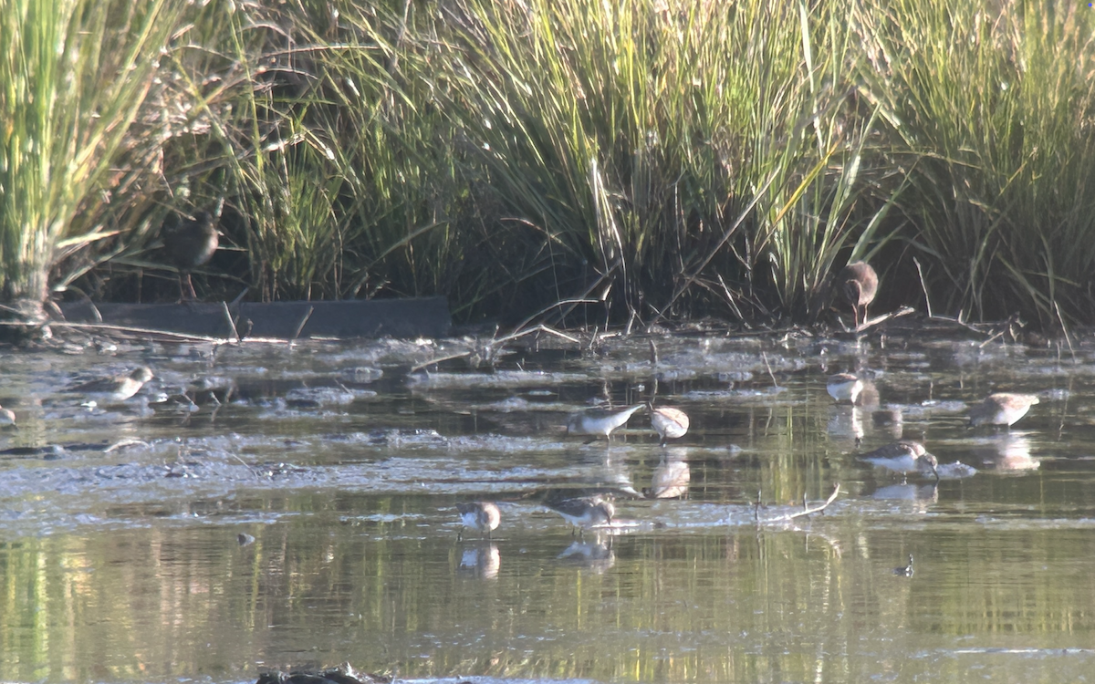 Virginia Rail - ML640088808