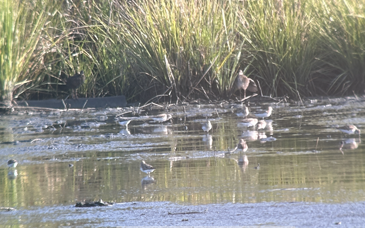 Virginia Rail - ML640088809