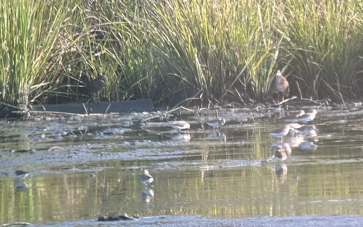 Virginia Rail - ML640088810