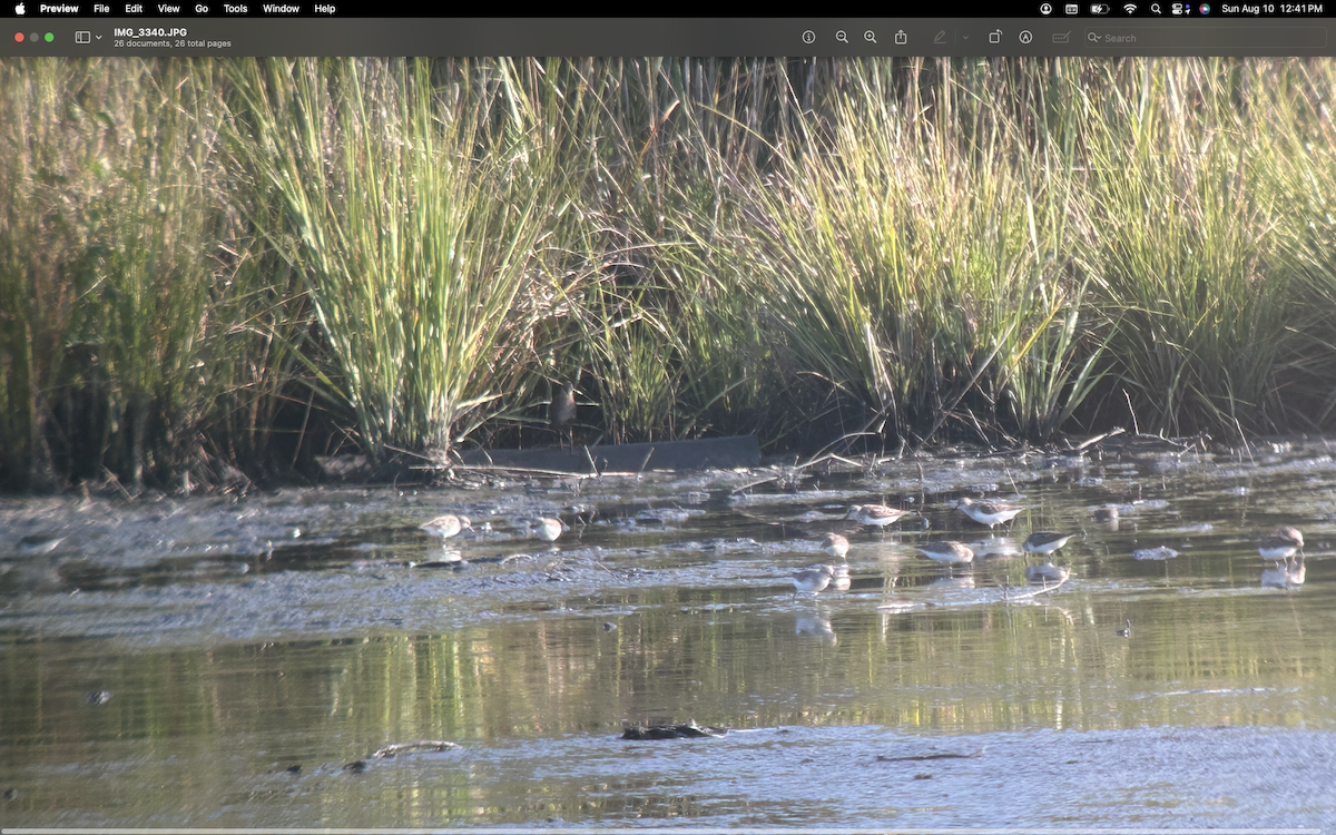 Virginia Rail - ML640088811