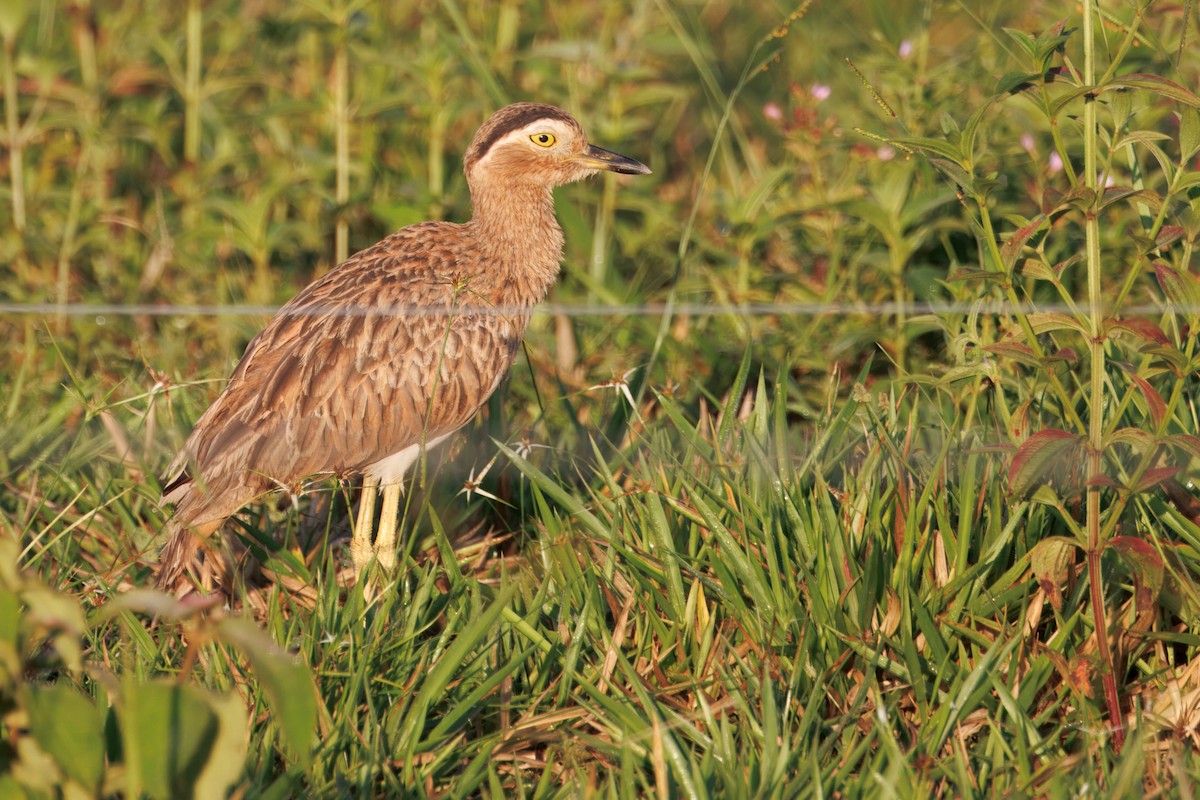 Double-striped Thick-knee - ML640088831