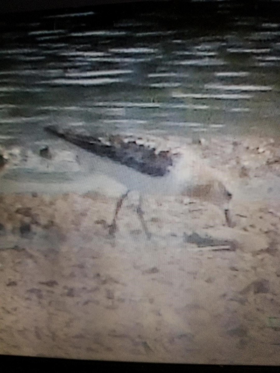 ミユビシギ - ML640089017