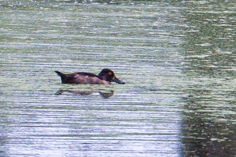 Ring-necked Duck - ML640089018
