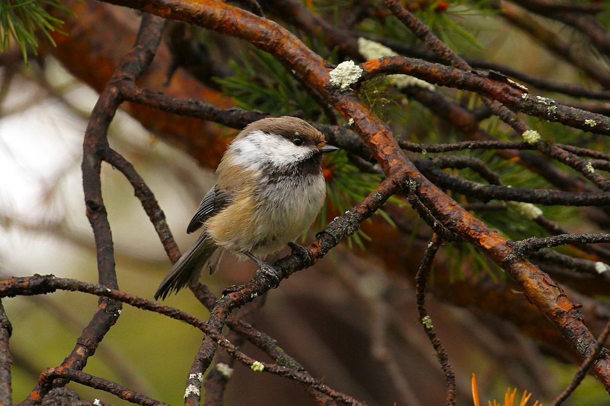 Gray-headed Chickadee - ML640089032