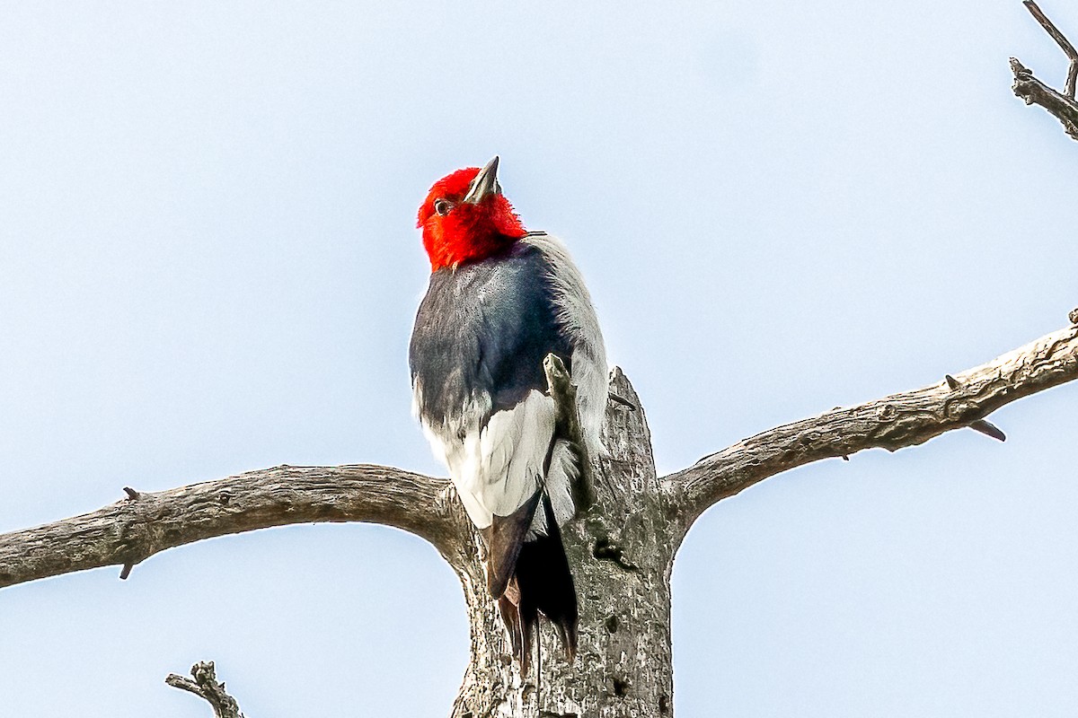 Pic à tête rouge - ML640089037