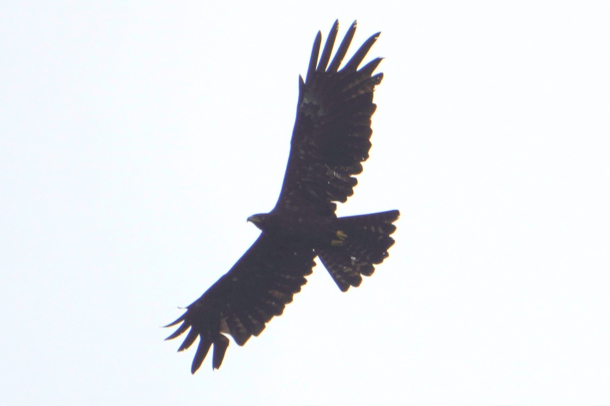 Águila Milana - ML640089067