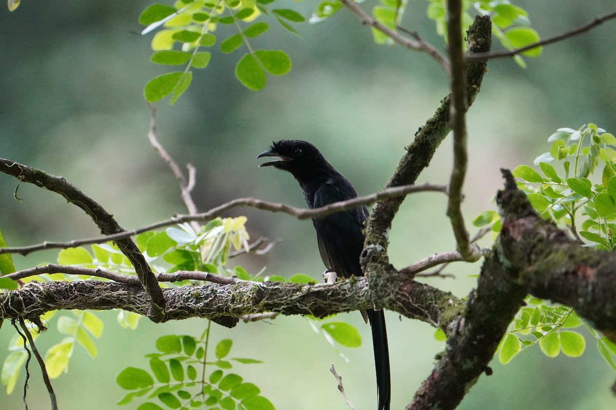 Drongo de Raquetas Grande - ML640089156