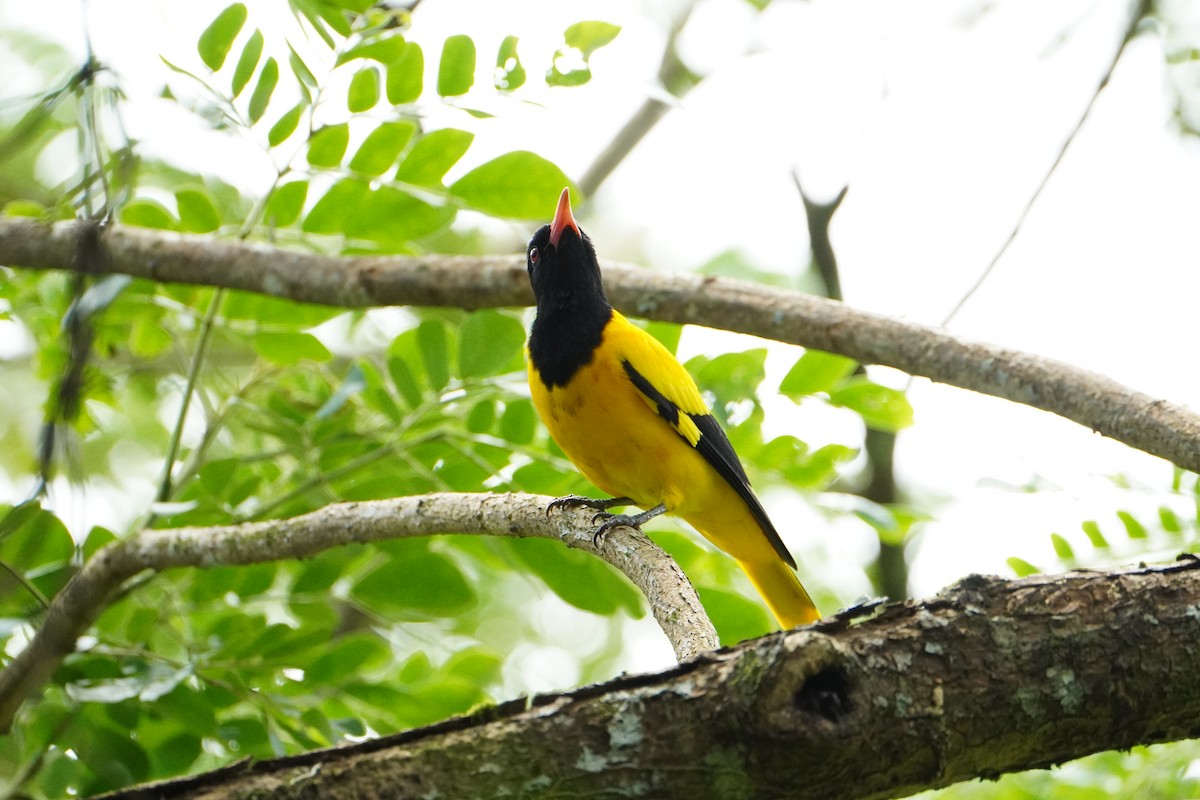Oropéndola Encapuchada - ML640089190