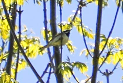 Golden-winged Warbler - ML640089252