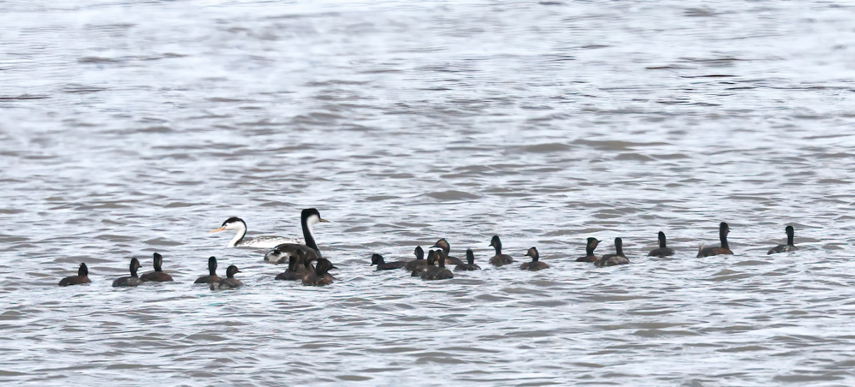 Халтар шунгуур - ML640089324