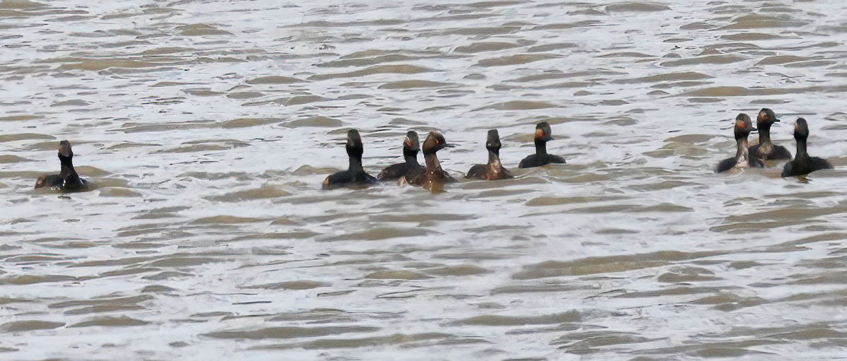 Халтар шунгуур - ML640089325