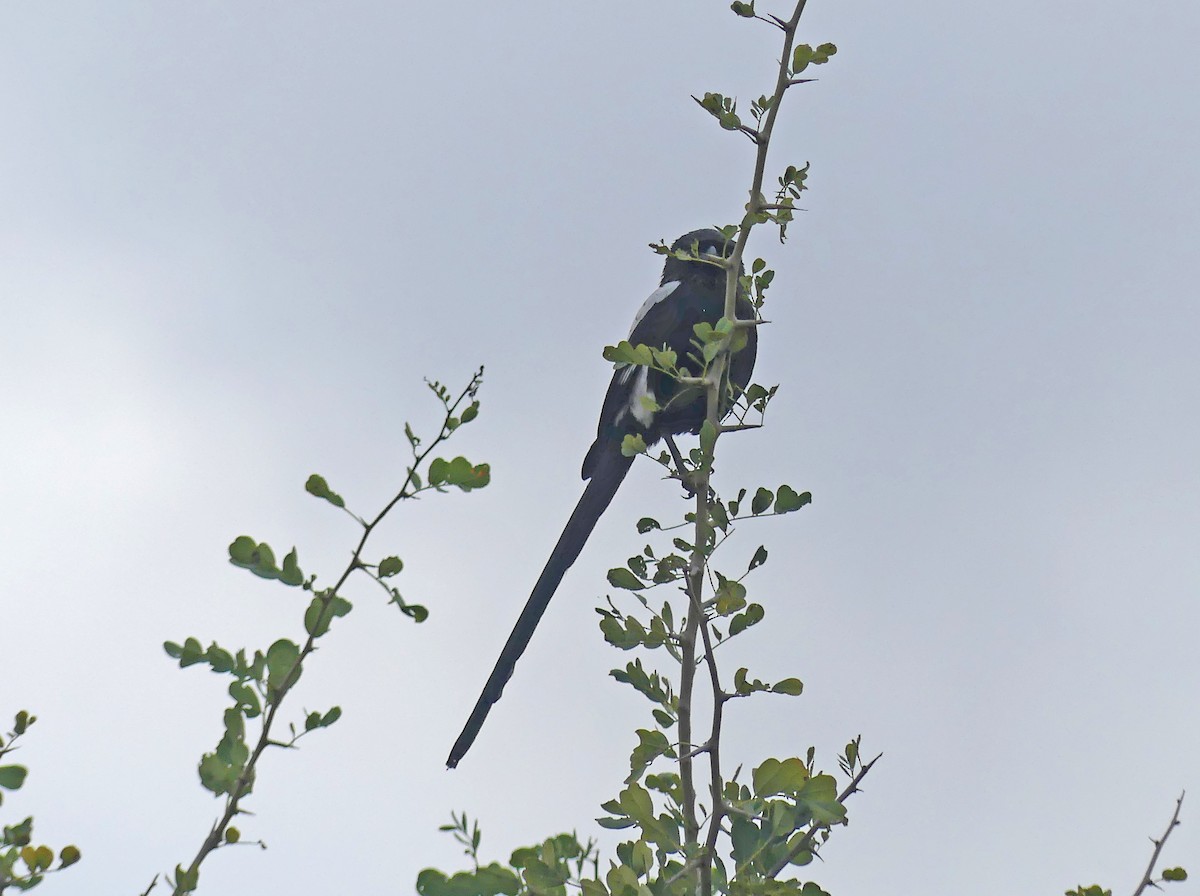 Magpie Shrike - ML640089374