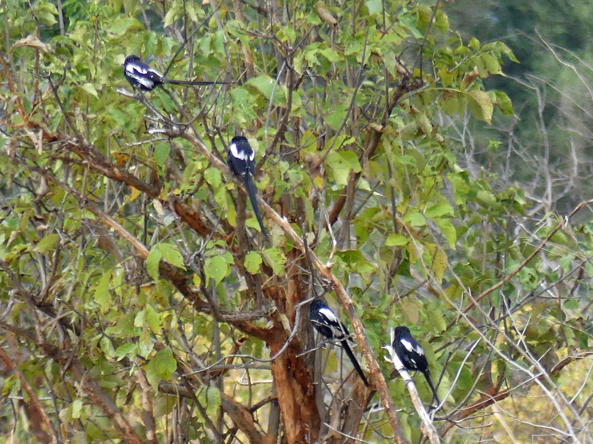 Magpie Shrike - ML640089375
