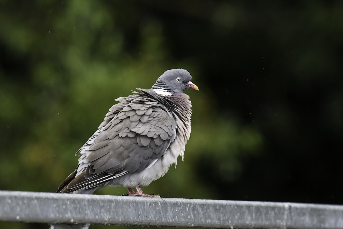 Common Wood-Pigeon - ML640089396