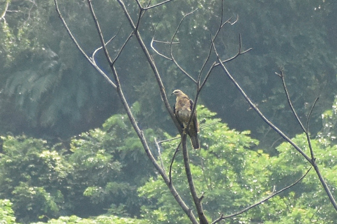 Falco pecchiaiolo orientale - ML640089429