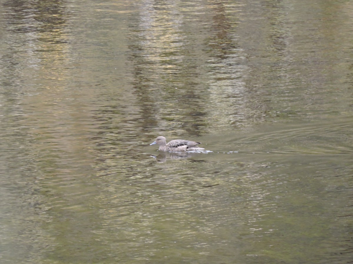 Andean Teal - ML640089441