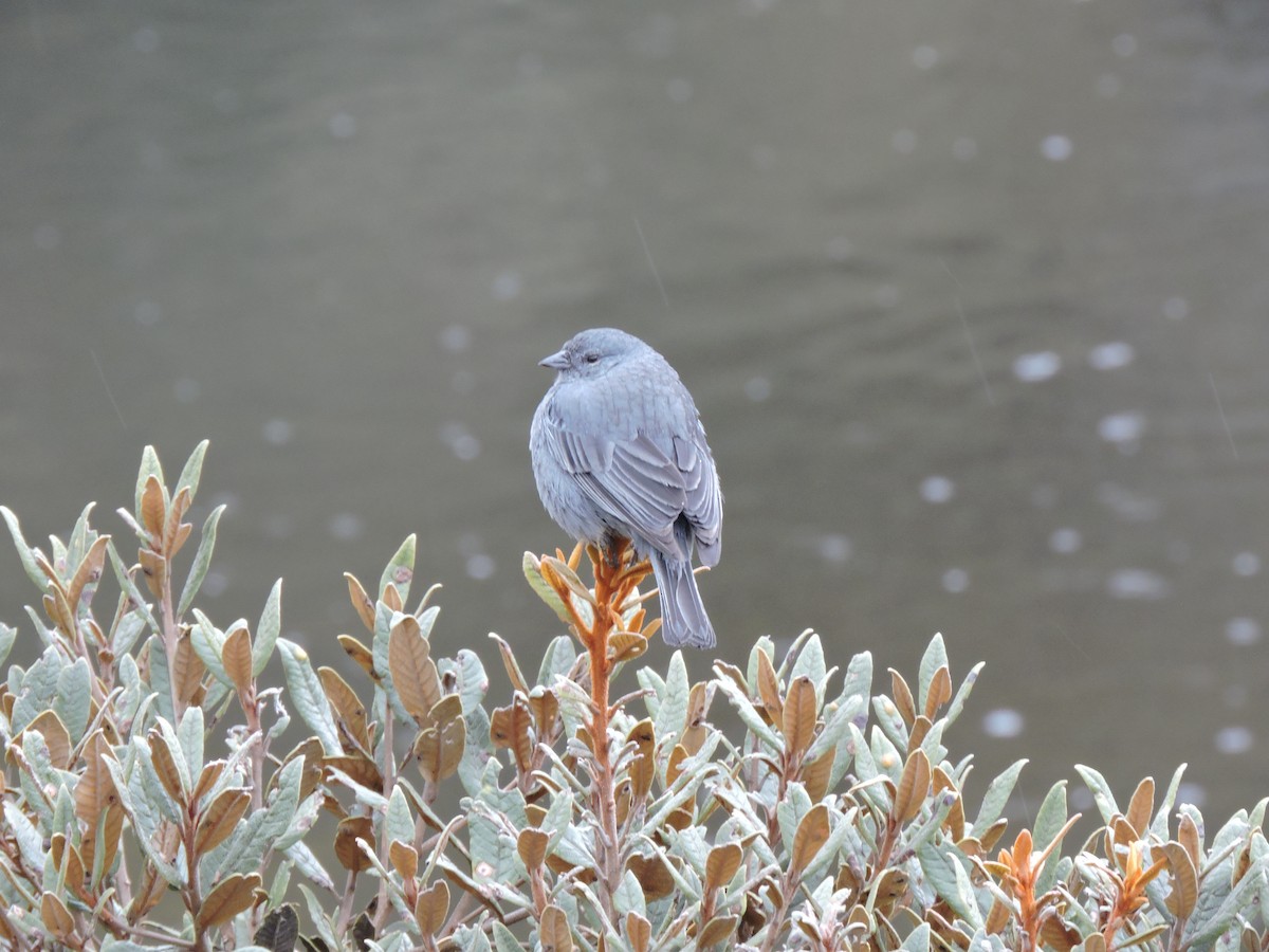 Plumbeous Sierra Finch - ML640089452