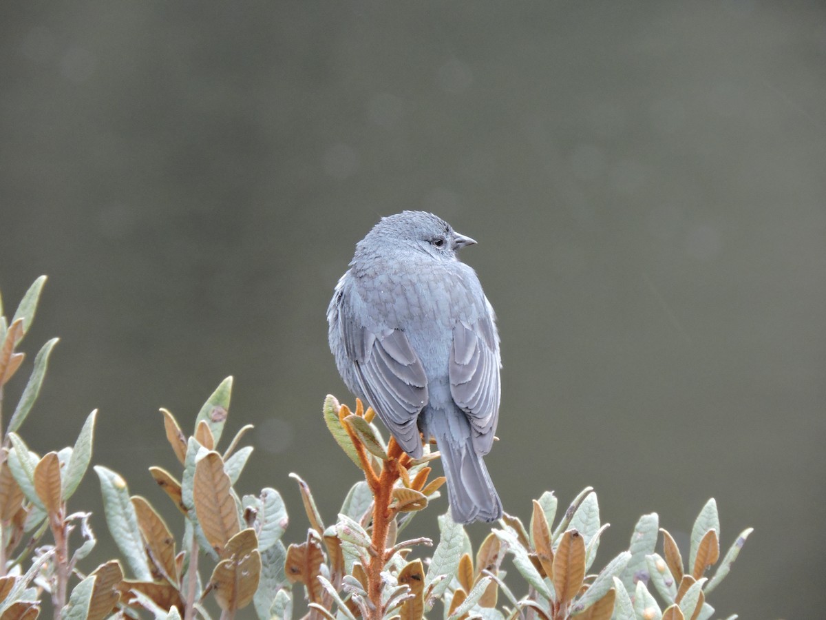 Plumbeous Sierra Finch - ML640089453