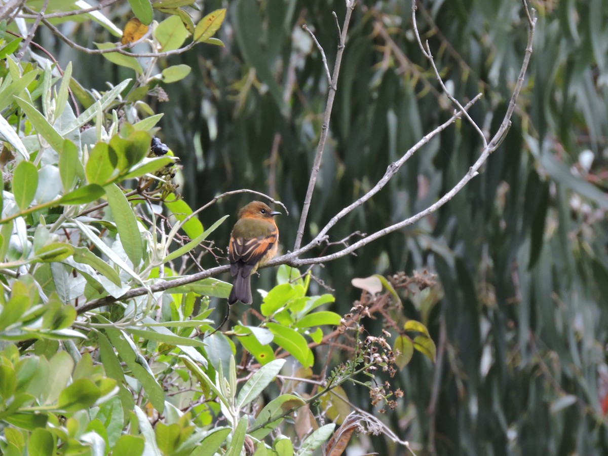 Cinnamon Flycatcher - ML640089483