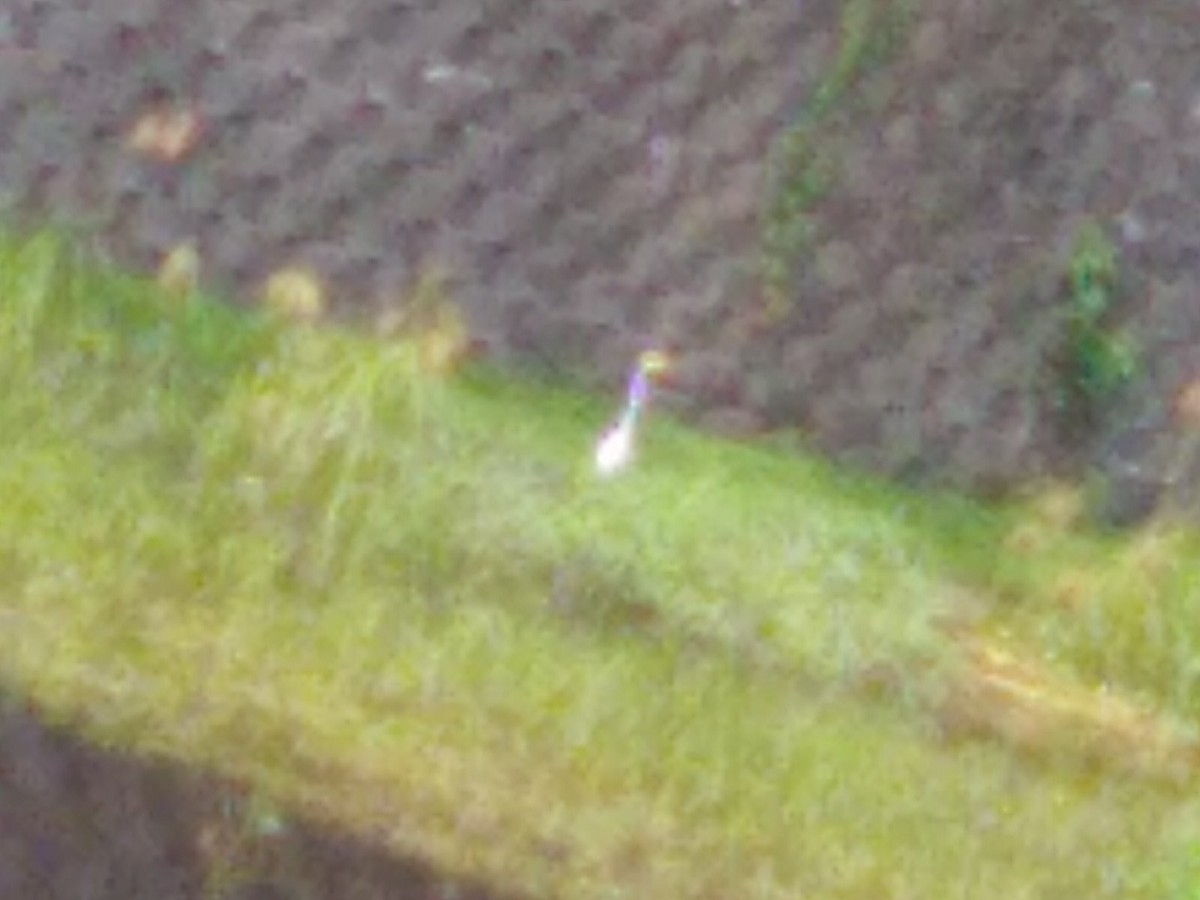 Great Egret - ML640089506