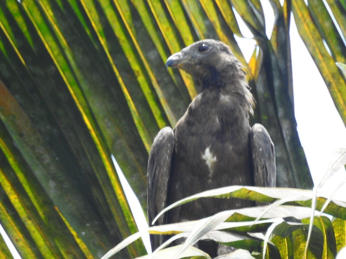 Falco pecchiaiolo orientale - ML640089525