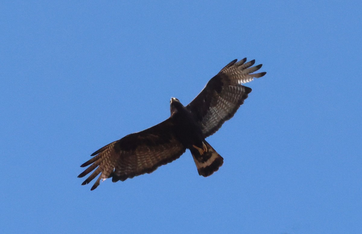 Zone-tailed Hawk - ML640089545