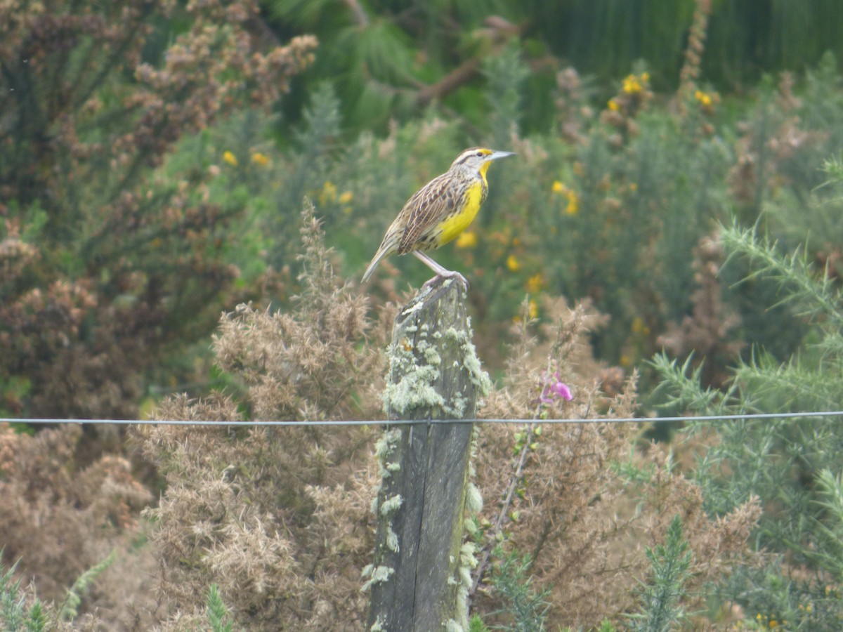 Eastern Meadowlark (Eastern) - ML640089612