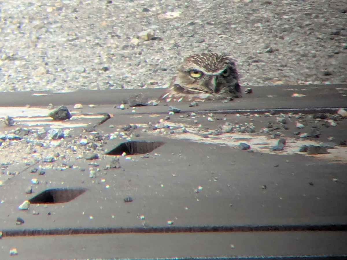 Burrowing Owl - ML640089622